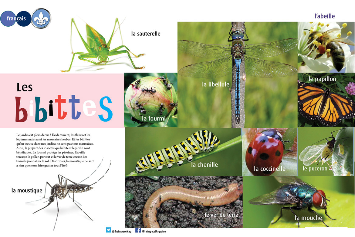 LES BIBITTES ARTICLE