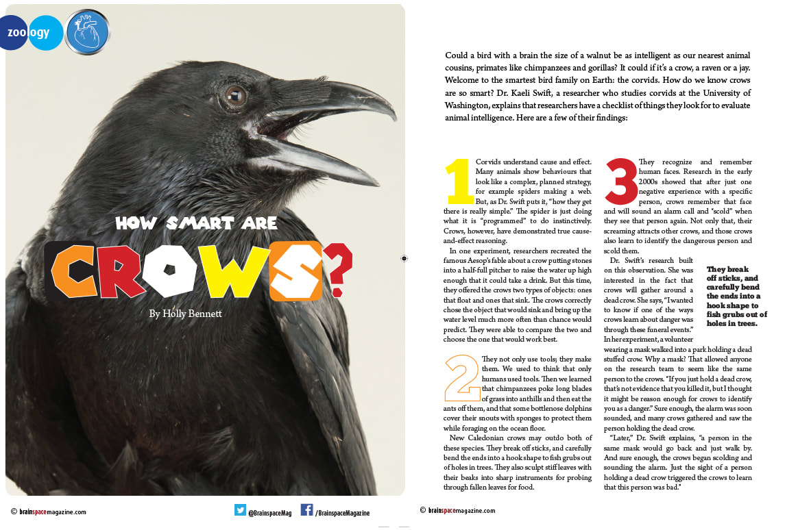Zoology how smart are crows brainspace magazine interactive